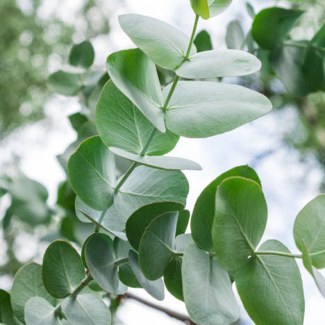 Henna cones - Eucalyptus
