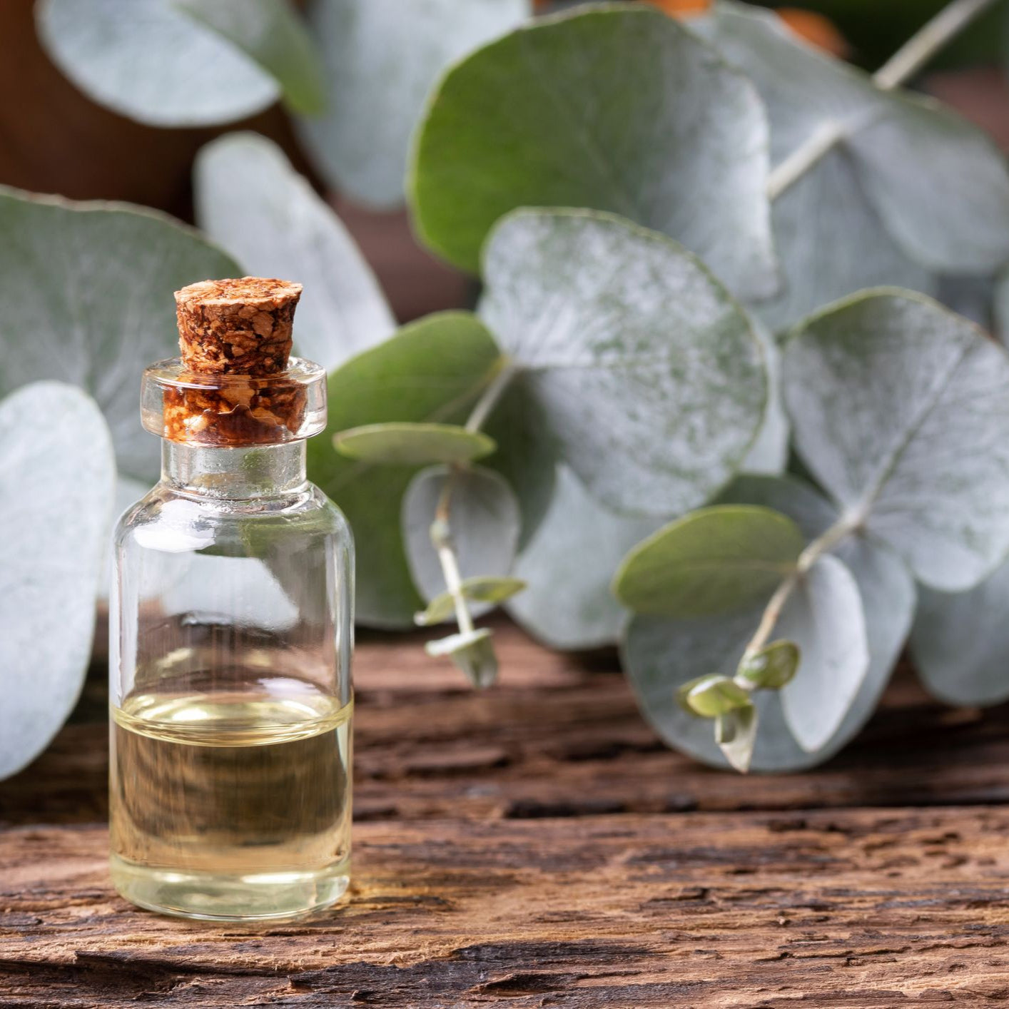 Eucalyptus essentiële olie
